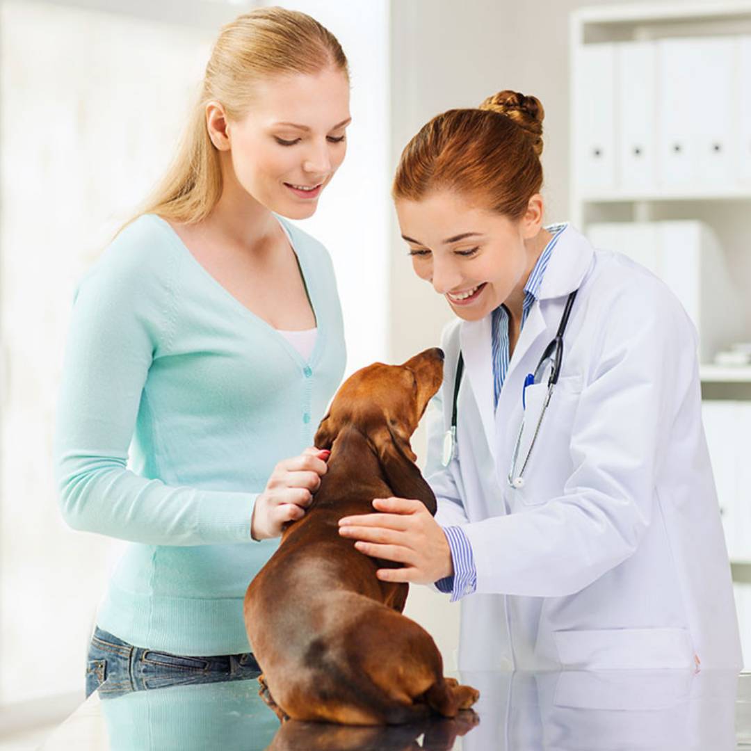 veterinary training